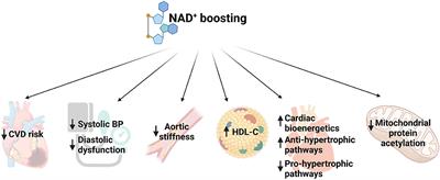 Enhancing NAD+ Metabolome in Cardiovascular Diseases: Promises and Considerations